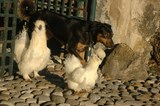 nos animaux
